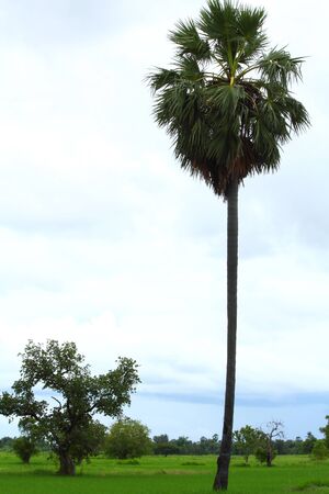Cambodian palm and paddyの写真素材