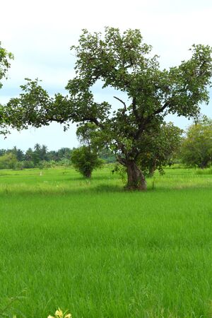 Tree and paddyの写真素材