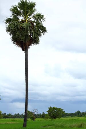 Cambodian palm and paddyの写真素材