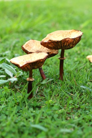 Mushroom on a grass の写真素材