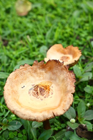 Mushroom on a grass の写真素材