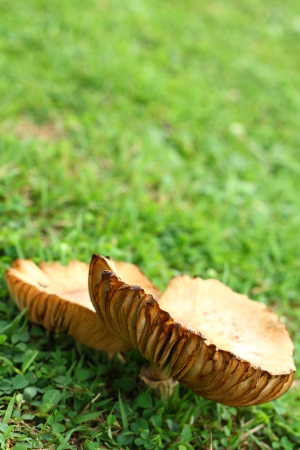 Mushroom on a grass の写真素材