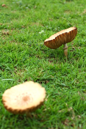 Mushroom on a grass の写真素材