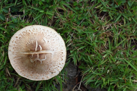 Mushroom on a grass の写真素材