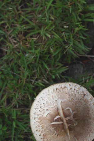 Mushroom on a grass の写真素材