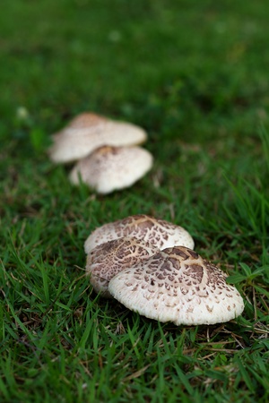 Mushroom on a grass の写真素材