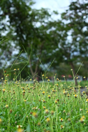 Grass flowerの写真素材