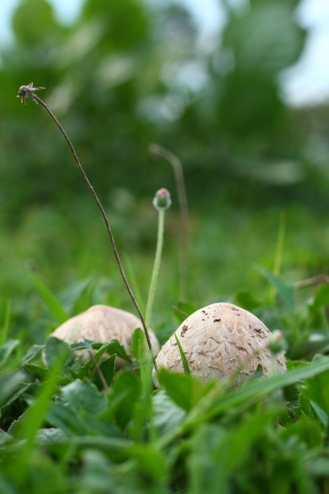 Mushroom on a grass の写真素材