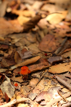 Red Mushroomの写真素材