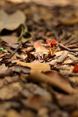 Red Mushroomの写真素材