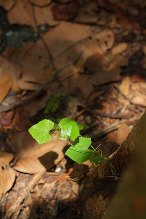 Green leavesの写真素材