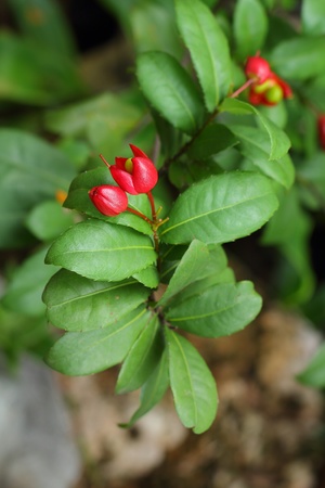 Red Flower の写真素材