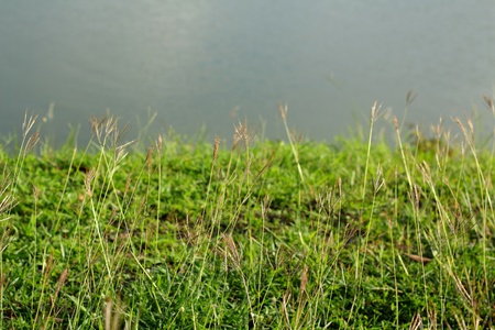 Grass flowerの写真素材