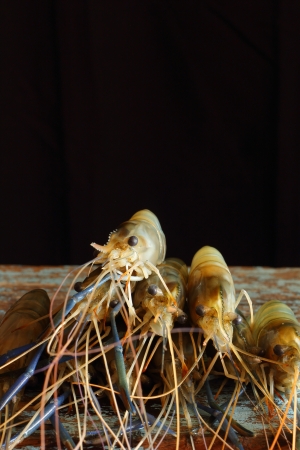 Prawn on black backgroundの写真素材
