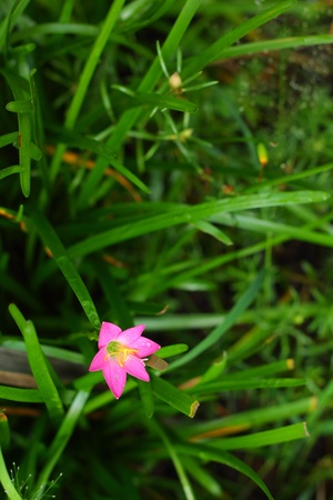 Pink flowerの写真素材