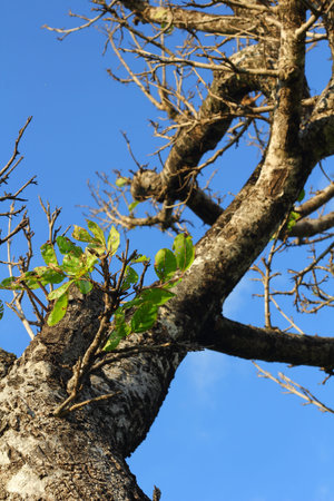 Tree Trunk  and sky 
