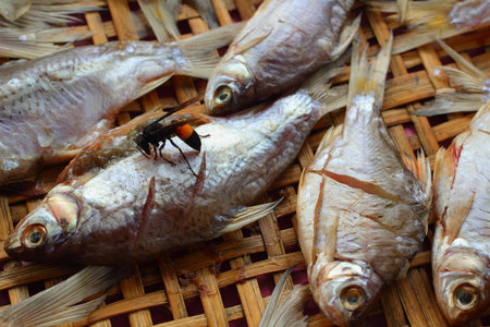 Dried fish and Wasp