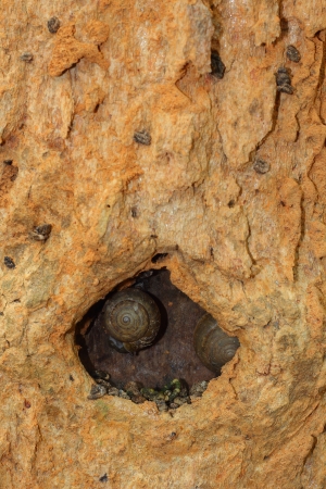 Snailの写真素材