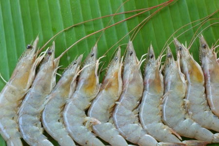 Shrimp on banana leafの写真素材