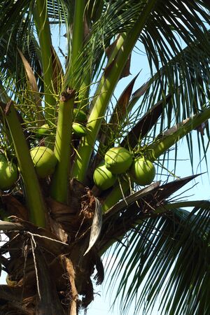Coconut treeの写真素材
