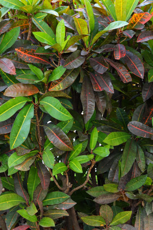 Leaves