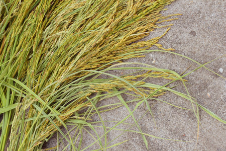 Rice grainの写真素材