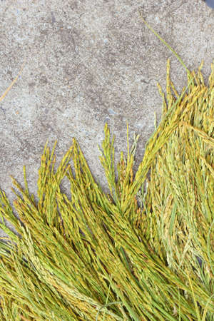 Rice grainの写真素材