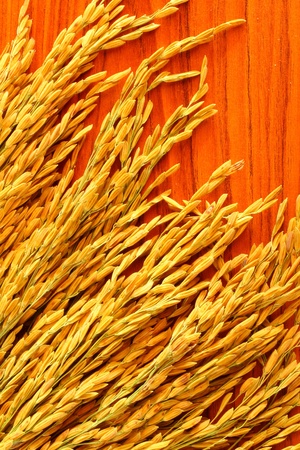 Rice grainの写真素材