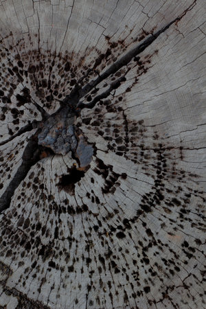 Old wood 