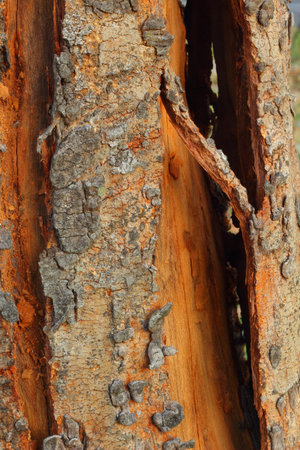 Old Wood 