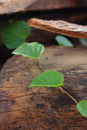 Log and leafの写真素材