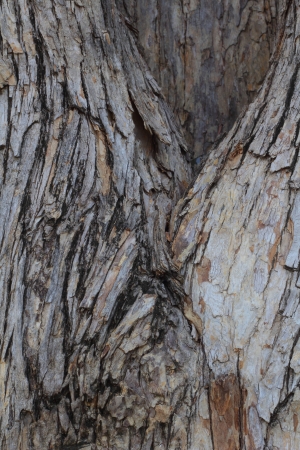  Old wood の写真素材