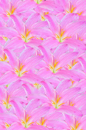 Flowers pink backgroundの写真素材