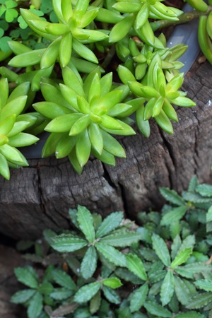 Flaming Katyの写真素材