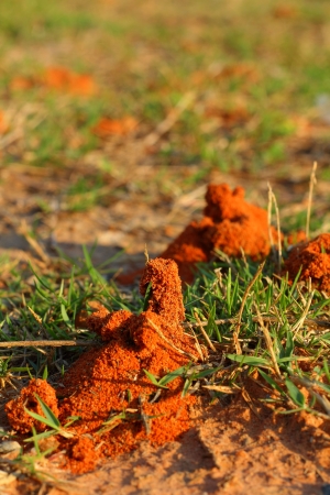 Ants nestの写真素材