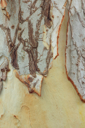Eucalyptus Tree