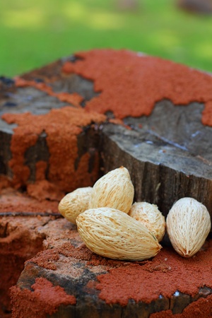 Termite nests  and betel palmの写真素材