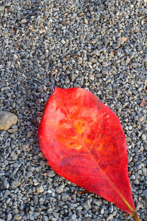 Old leaves and rockの写真素材