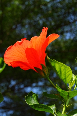 Orange flowerの写真素材