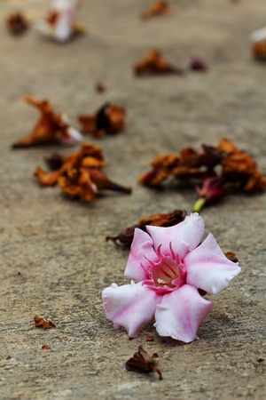 Pink flowerの写真素材