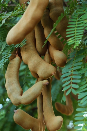 Tamarind treeの写真素材