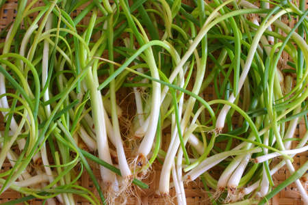 Green onionの写真素材