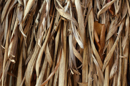 Roof nipa palmの写真素材