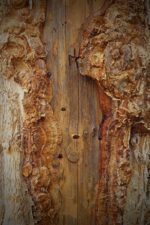 Old wood background