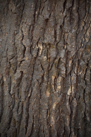 Old wood backgroundの写真素材