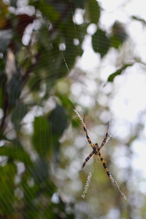 Spider insect in forest の写真素材