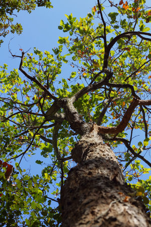 Tree and blue sky
