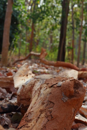 Termite nestsの写真素材