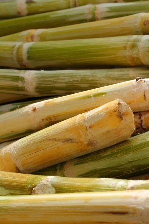 Cane backgroundの写真素材