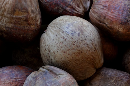 Coconutの写真素材